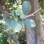 Image result for Balanites maughamii