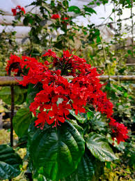 Image result for Clerodendrum splendens