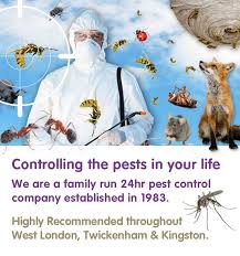 Leading pest removal services covers all areas near. On Time Pest Control Pest Control West London South West London Twickenham Kingston And Richmond