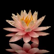 Image result for Nymphaea