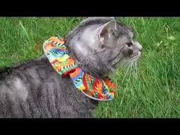 Birds Be Safe Collar Birdsbesafe We Help Birds Be Safe From Cats Cats Cat Collars Crazy Cats