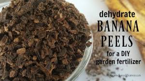 Above fruit peels powder were formulated fenugreek seeds were used to test the utilization of fruit peel powder as a natural growth enhancer. How To Use Dry Banana Peels As A Fertilizer Preparednessmama