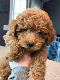 Toy Goldendoodle And Mini Goldendoodle Puppies For Sale Red Goldendoodle And Apricot Goldendoodles Avai Perro Garabateado Cachorros Cockapoo Cachorros Cavapoo