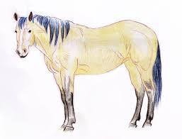 Teach your kid about this grand animal using these 48 free printable coloring pages. Tutorial To Teach You How To Draw A Realistic Horse In Colored Pencil