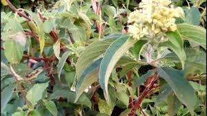 Image result for Hoslundia