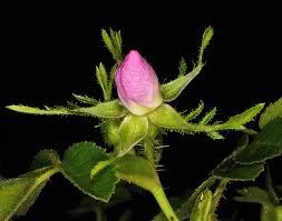 Image result for Cissus rubiginosa