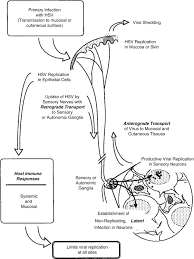 Break out your top hats and monocles; Human Herpesviruses Herpes Simplex Virus Types 1 And 2 Springerlink