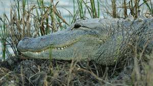 I'm trading a ride hyena for a normal croc lol. Bbc Earth It Is Surprisingly Rare For An Alligator To Kill A Person