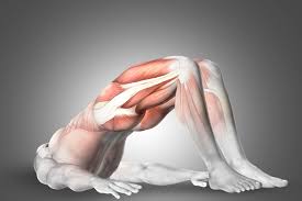 Activation these exercises switch on the key muscles that are will help prevent injury and improve your performance on court. Gluteus Anatomy And 4 Effective Exercises For Your Training