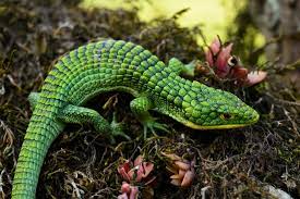 Mexican arboreal alligator lizard for sale. Abronia Graminea The Arboreal Alligator Lizard Album On Imgur