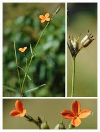 Image result for Kohautia cynanchica