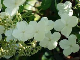 Petiolaris can reach 12m in height and up to 8m when planting climbing hydrangeas, you'll need to train them initially onto galvanised wires or trellis. Hydrangea Anomala Miranda Variegated Climbing Hydrangea For Sale