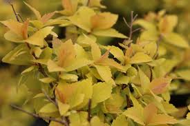 Image result for spirea japonica gold princess