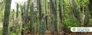El santuario de los cactus es una reserva natural de 50 hectáreas que incluye un parque de 6 hectáreas en su primera etapa. Santuario De Los Cactus Home Facebook
