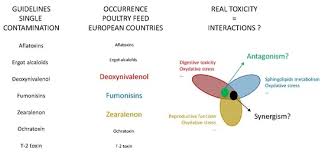 Toxins Free Full Text Lack Of Toxic Interaction Between Fusariotoxins In Broiler Chickens Fed Throughout Their Life At The Highest Level Tolerated In The European Union Html