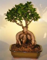 Ginseng Ficus The Perfect Bonsai Tree For The Beginner Bonsai Ficus Bonsai Tree Care Ficus Microcarpa