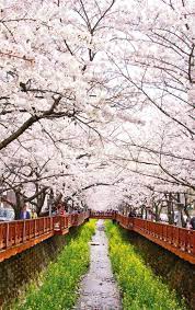 Spring In South Korea When And Where To See The Cherry Blossoms Travel Destinations Asia Korea Travel Asia Travel