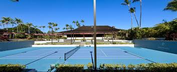 Image result for Lopholaena sp.no.1