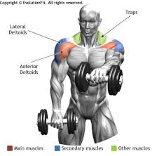 Shoulders Front Dumbbell Raise Deltoid Workout Exercise Fitness Body
