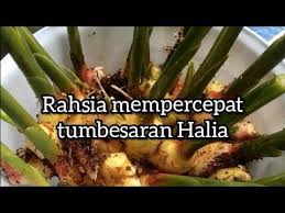Easy way to plant parsleycara tanam daun sup dari keratan batangperalatan yang digunakan :1. Rahsia Dan Cara Terbaik Tanam Halia Kunyit Cekur Lengkuas Semai Benih Halia Youtube Kunyit Benih Tanaman