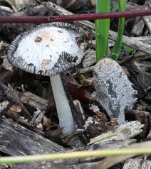Image result for Coprinus lagopus
