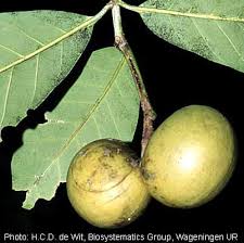 Image result for Tabernaemontana crassa