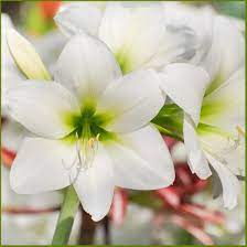 Amazon Com Amaryllis White Christmas Huge White Blooms Outstanding Indoor Flowers 1 Large Amaryllis Bulb For Planting Ships From Easy To Grow Tm Flowering Plants Garden Outdoor