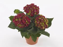 Image result for Motandra paniculata