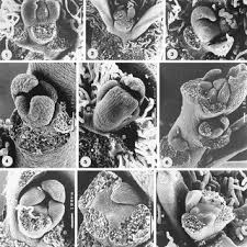 Image result for Montiniaceae