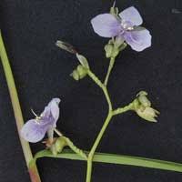 Image result for Aneilema nicholsonii