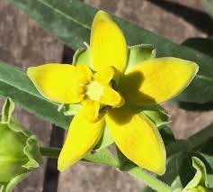 Image result for Stathmostelma fornicatum