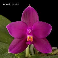 Image result for Landolphia violacea