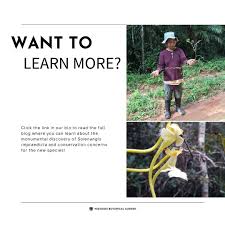 Image result for Solenangis