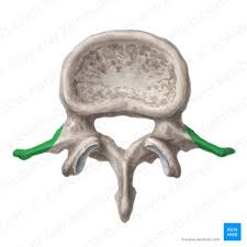 Image result for Lumbar vertebrae