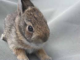 Doing so makes her no less of a mother, and it queens are mother cats, and most females have a natural nurturing instinct to love and care for their babies. Missouri Illinois Rabbit And Bunny Conflicts And Advice Bi State Wildlife Hotline Inc