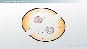 The middle part of spindle persists during cytokinesis. Cytokinesis Animal Versus Plant Cells Video Lesson Transcript Study Com