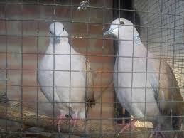 Burung Anggungan Perkutut Tekukur Puter Cuhu Accueil Facebook