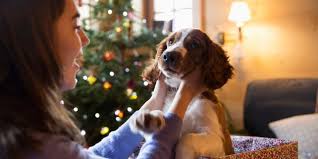Check below before you start your holiday shopping Pets As Christmas Gifts What To Know Before Getting Swept Away By Sentimentality Huffpost Canada Parents