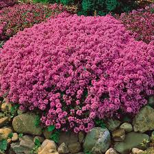 Ground covers add beauty to the garden at ground level and keep the surrounding area cool, as they help prevent the this texas native thrives in full sun and can handle areas near sidewalks or streets that receive reflected heat. Ground Cover For Weed Control Gardening Tips With J Parker S
