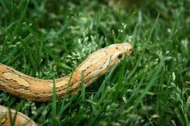 Cara ini bisa mencegah ular masuk rumah. 15 Cara Mengusir Ular Yang Paling Efektif