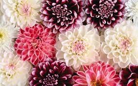 Flower Backgrounds Free Wallpapers Backgrounds Images Art Photos Hd Flower Wallpaper Floral Tumblr Beautiful Flowers Wallpapers