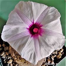 Image result for Ipomoea welwitschii