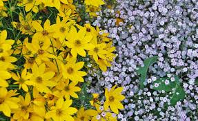 Ein Tolles Duo Im Beet Bidens Ferulifolia Und Schleierkraut Gypsophila Garten Pflanzen Pflanzen Ziergarten