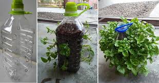 Kaedah dan cara tanam bayam brazil, untuk yang tiada tempat atau ruang besar, pendek kata bagi yg tinggal di apartment. Tanam Bayam Brazil Dalam Botol Plastik Cantik Merimbun Senang Nak Petik Vanilla Kismis