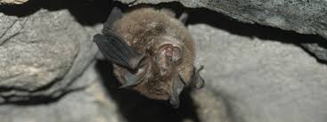 What noise does a baby bat make. Microbat Backyard Buddies