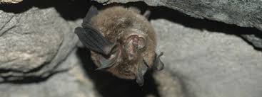 How to get rid of bats in your yard ridding bats from gazebos, carports, behind shutters and other outdoor can take a little ingenuity. Microbat Backyard Buddies