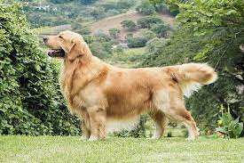 Because golden retrievers have very gentle mouths, challenges such as the golden retriever egg challenge—in which a golden is tasked with holding an uncooked egg in its mouth without breaking it—have popped up all over the web. Golden Retriever Dog Breed Information
