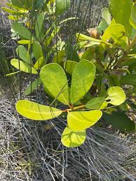Image result for Brexia madagascariensis