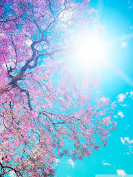 Select from premium sunshine background of the highest quality. Sunshine Wallpapers Group 68