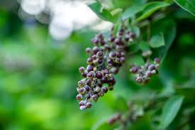 Image result for Vitex madiensis